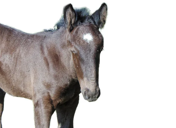 Foal Izolovaný Bílém Pozadí — Stock fotografie
