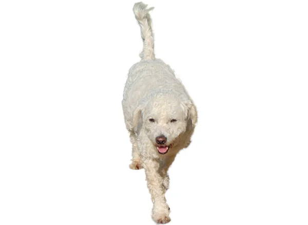 Bichon Frise Pes Izolovaný Bílém Pozadí — Stock fotografie
