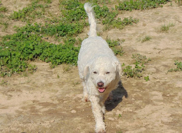 Бишонская Фризская Собака Земле — стоковое фото