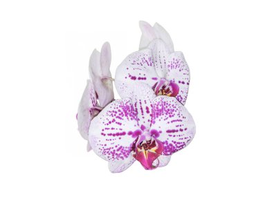 Pembe benekli beyaz orkide çiçekleri