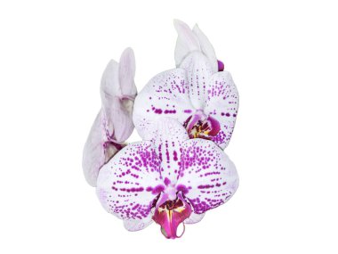 Pembe benekli beyaz orkide çiçekleri