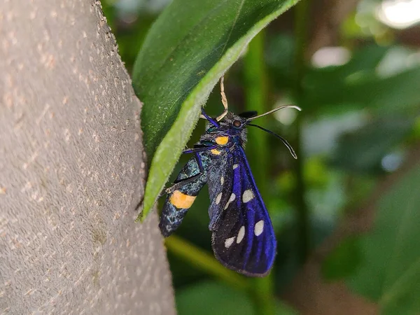 Дев Ятикутна Метелик Тигрові Молі — стокове фото