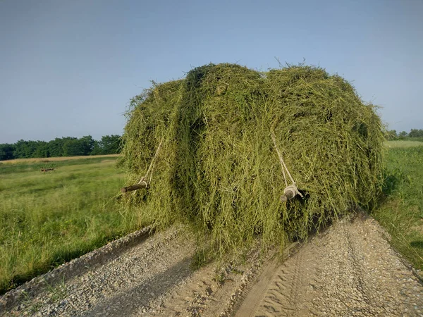 Vagn Lastad Med Gräs Dragen Traktor Väg Hem Maramures Län — Stockfoto