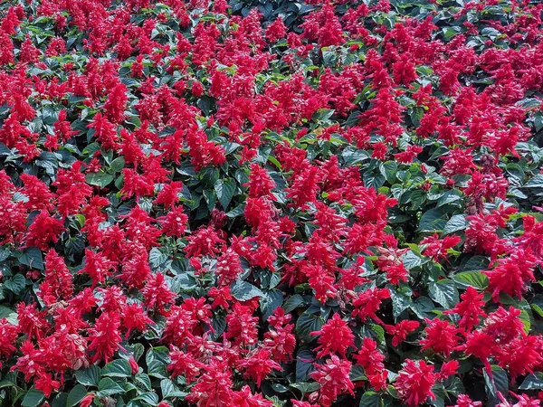 Bonfire Salvia Květiny Létě Salvia Splendens — Stock fotografie