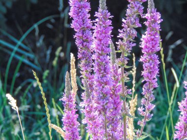 Yazın mor gevşeklik olur. Lythrum salikardisi.