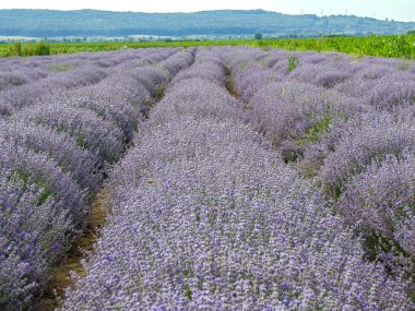 Yazın Romanya 'da lavanta tarlası