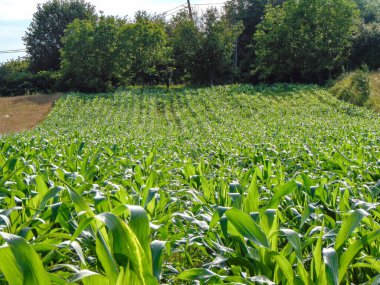 Temmuz ayı başlarında Romanya 'nın Maramures ilçesinde yeşil mısır