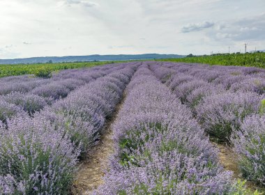 Yazın Romanya 'da lavanta tarlası