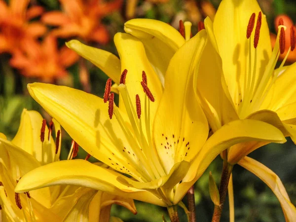 Lírios Amarelos Jardim Verão — Fotografia de Stock