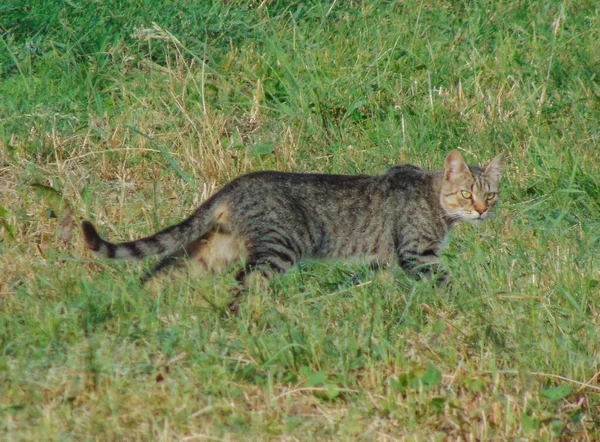 루마니아의 고양이 — 스톡 사진