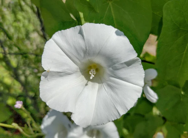 夏にヘッジビンドウの花を咲かせます カリステギア セピウム — ストック写真