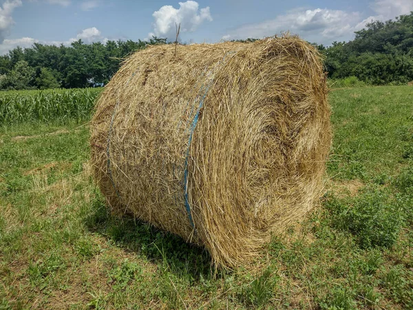 Bale Hay Field Summer Maramures County Romania — Stock Photo, Image