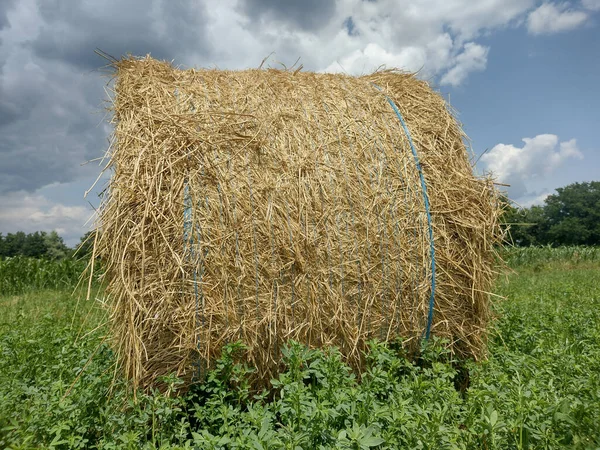 Bale Hay Field Summer Maramures County Romania — Stock Photo, Image