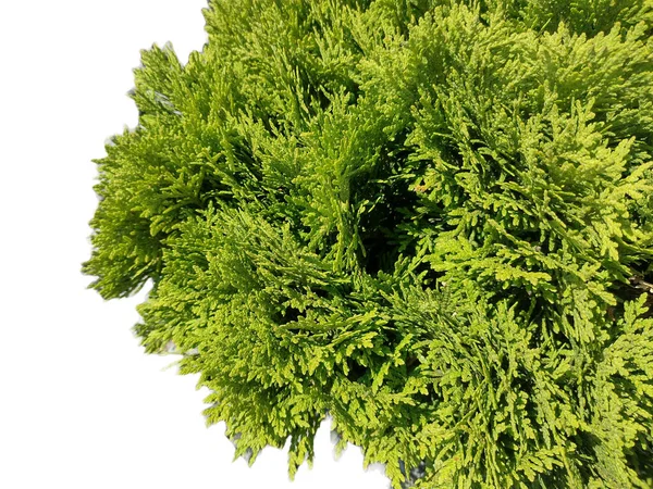 Juniperus Sabina的闭合视图 — 图库照片