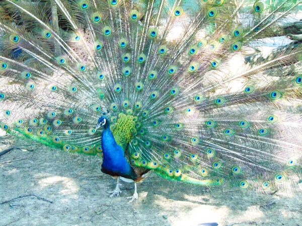 Påfågel Med Färgglada Fjädrar Påfågel Med Öppna Fjädrar — Stockfoto