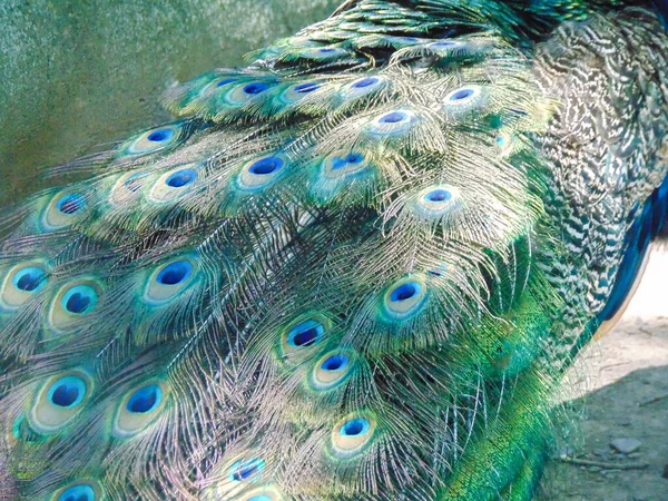 Påfågel Med Färgglada Fjädrar — Stockfoto