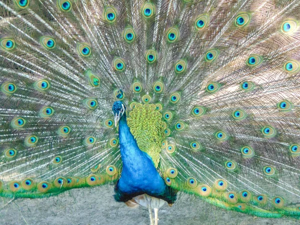 Påfågel Med Färgglada Fjädrar Påfågel Med Öppna Fjädrar — Stockfoto