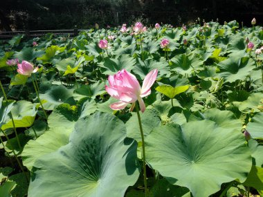 Baile Felix, Romanya 'daki Hint lotusu. Nelumbo nucifera