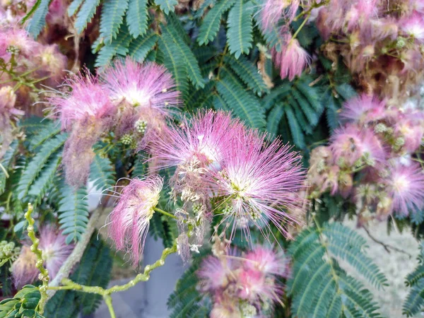 Mimosa Δέντρο Λουλούδια Στη Ρουμανία Αλμπιζία Julibrissin — Φωτογραφία Αρχείου