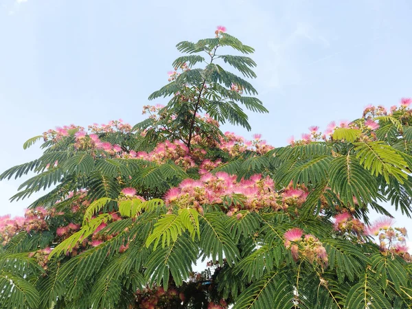 stock image Mimosa tree with flowers in Romania. Albizia julibrissin