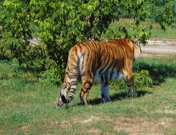 Sibiřský Tygr Zoologické Zahradě Oradea Rumunsko — Stock fotografie