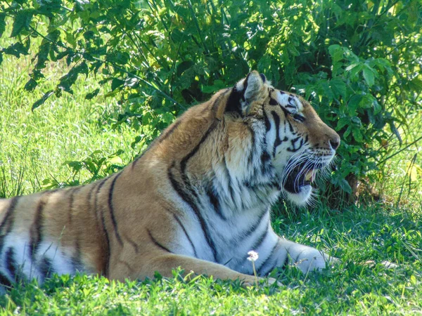 Siberian Tiger Oradea Zoo Romania — Stock Photo, Image