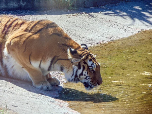 Siberian Tiger Drinks Water — Stock Photo, Image
