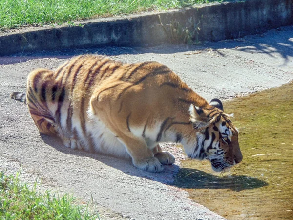 Egy Szibériai Tigris Vizet Iszik — Stock Fotó