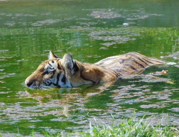 Szibériai Tigris Vízben Nyáron — Stock Fotó