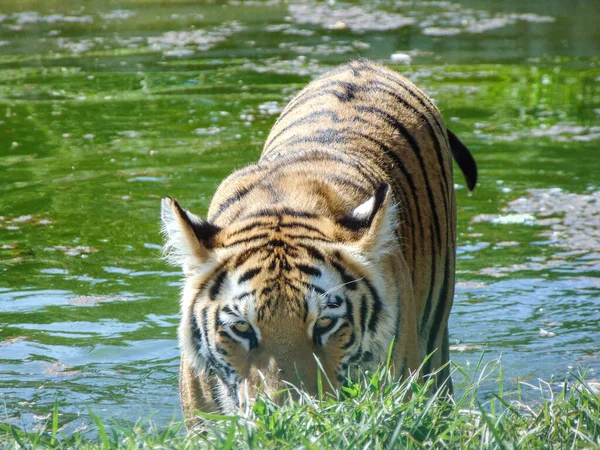 Tigre Siberiano Agua Durante Verano — Foto de Stock