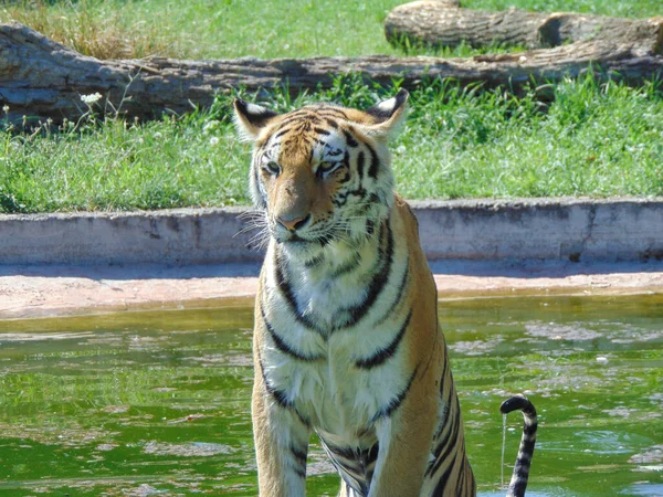 Szibériai Tigris Nagyváradi Állatkertben Románia — Stock Fotó