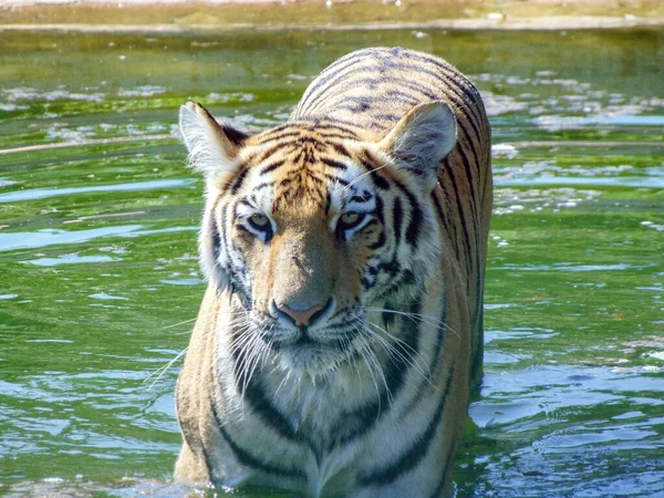 Сибирский Тигр Воде Летом — стоковое фото