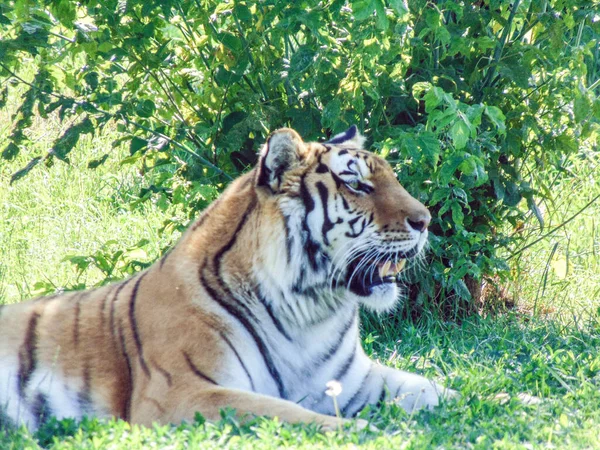 Tigre Siberiano Zoológico Oradea Rumania — Foto de Stock