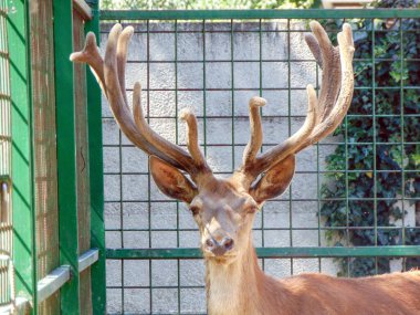 Carpathian geyik portresi. Romanya 'daki Oradea hayvanat bahçesinde Karpat geyiği