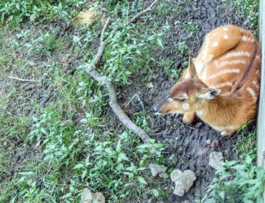 Bir Sitatunga antilobu yerde oturuyor.