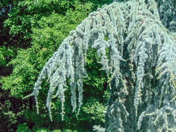 Atlas Cedar Träd Rumänien Rödspätta — Stockfoto
