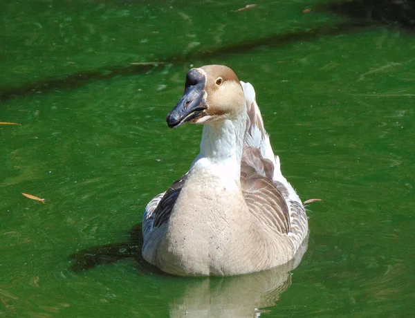 Ganso Cisne Agua Anser Cygnoides — Foto de Stock