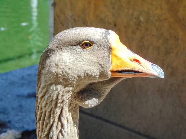 Toulouse Gans Zoo Anser Anser Domesticus — Stockfoto