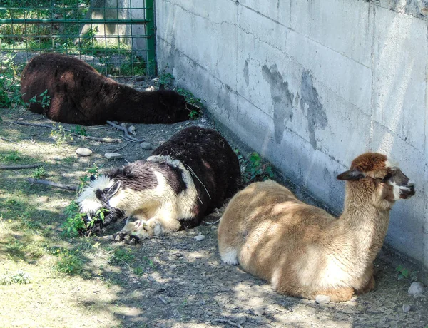 Tres Alpacas Están Sentadas Suelo — Foto de Stock