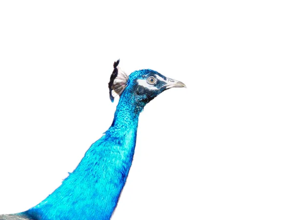 Halsen Och Huvudet Påfågel — Stockfoto