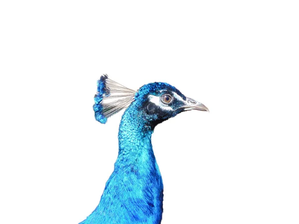 Halsen Och Huvudet Påfågel — Stockfoto