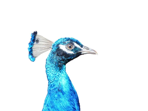 Bir Tavus Kuşunun Başı Boynu — Stok fotoğraf