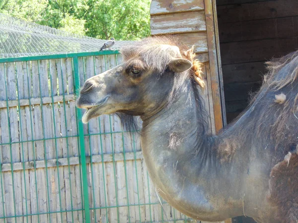 Camello Zoológico Oradea Rumania — Foto de Stock