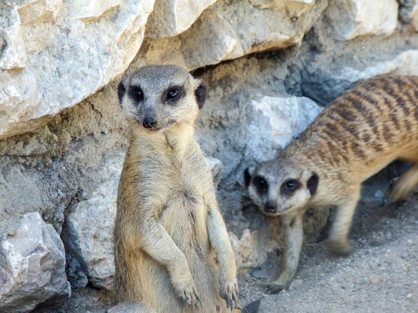 Two Meerkats Zoo — Stock Photo, Image