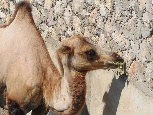 Bactrian Kamel Zoo Sommartid — Stockfoto