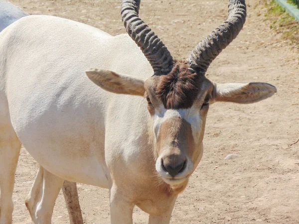 Portrait Une Antilope Addax Addax Nasomaculatus — Photo