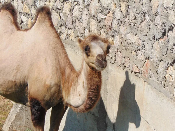 Camelo Bactriano Zoológico Durante Verão — Fotografia de Stock