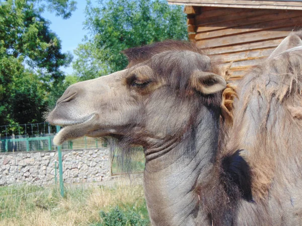 Velbloud Zoologické Zahradě Oradea Rumunsko — Stock fotografie