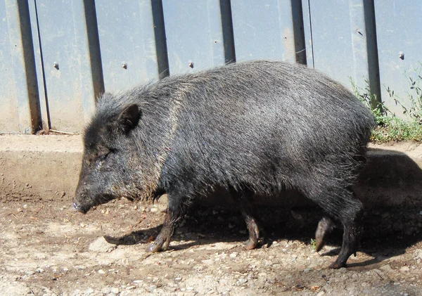 Peccary Pig Oradea Zoo Roménia — Fotografia de Stock