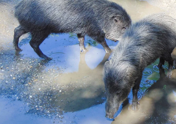 Dois Porcos Nojentos Água — Fotografia de Stock